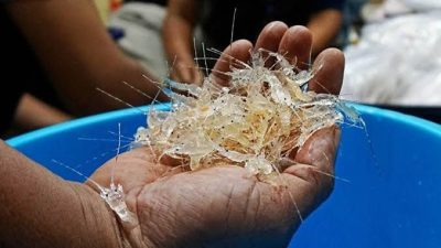 Ditpolairud Polda Metro Jaya Bongkar Penyelundupan Ratusan Ribu Benih Lobster Asal Bogor