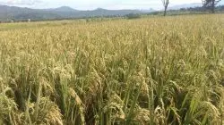 Bulog Jaga Serap Gabah, Petani Tetap Punya Pasar