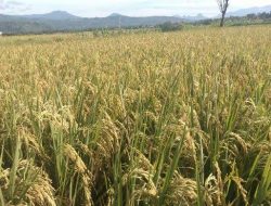 Bulog Jaga Serap Gabah, Petani Tetap Punya Pasar